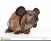 Dwarf Rabbit Clipart Image