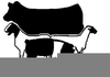 Livestock Judging Clipart Image