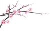 Carte Fleur De Cerisier Image