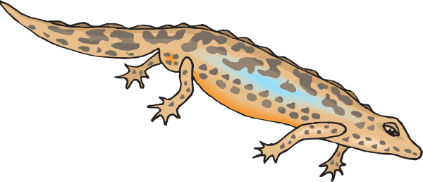 clipart newt - photo #25