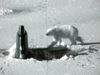 Polar Bear Attacks Sub? 3 Image