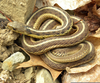 Common Garter Snake Image