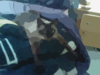 Blurred Cat Clip Art