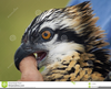 Osprey Bird Clipart Image