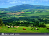 Ireland Landscape Sheep Image