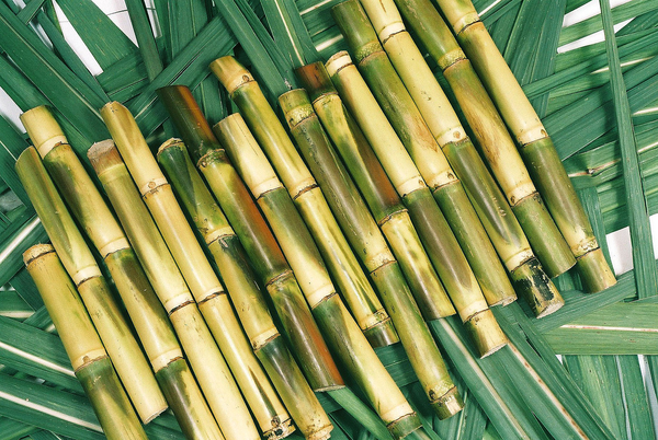 Sugarcane