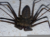 Whiptail Spider Image