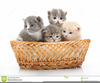 Little Kittens Clipart Image