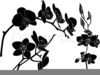 Orchids Clipart Image
