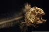 Wolf Eel Skeleton Image