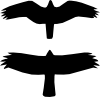 Raptors Clipart