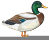 Flying Duck Clipart Image