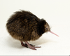 Free Kiwi Bird Clipart Image