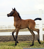 Baby Foals Videos Image