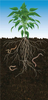 Plant Roots Image