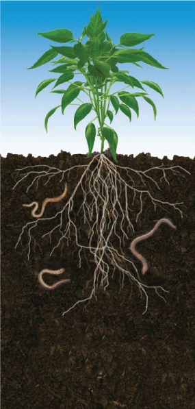 Plant Roots | Free Images at  - vector clip art online, royalty  free & public domain