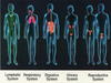 Human Body Systems Clipart Image