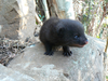 Water Mongoose Image