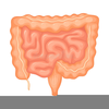 Small Intestine Clipart Image