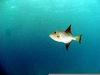Ocean Triggerfish Image