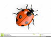 Ladybugs Clipart Black And White Image