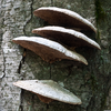 Shelf Fungi Image