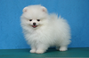 Miniature White Pomeranian Image