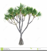 Free Small Palm Clipart Image