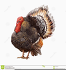 Clipart Turkey Watermark Image