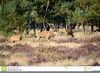 Red Deer Hinds Image