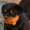 Rottweiler Puppies X Image