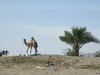 Camel Palm Tree Desert Image