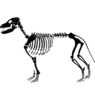 Dog Skeleton Vector Image