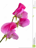 Sweet Peas Clipart Image