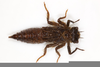 Cordulegastridae Larvae Image