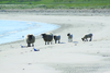 Sheep On The Beach Image