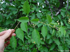 Honeysuckle Tree Leaf Image