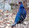 Dark Blue Pheasant Image
