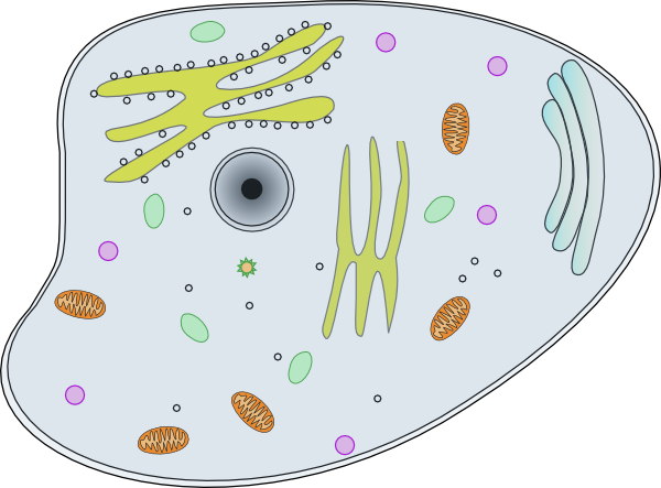 animal cell without labels