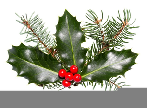 Christmas holly berries Vectors & Illustrations for Free Download