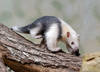 Cute Anteater Image