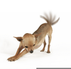 Angry Chihuahua Clipart Image