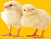 Farm Chick Image