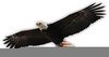 Transparent Eagle Clipart Image