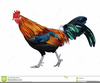 Rooster Fight Clipart Image