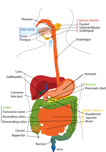 human digestive system diagram unlabeled. Digestive System Diagram En