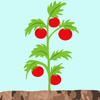 Tomato Vine Illustration Image