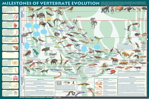 Animal Evolution Charts | Free Images at  - vector clip art  online, royalty free & public domain