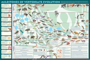 Animal Evolution Chart