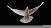 White Dove Clipart Image
